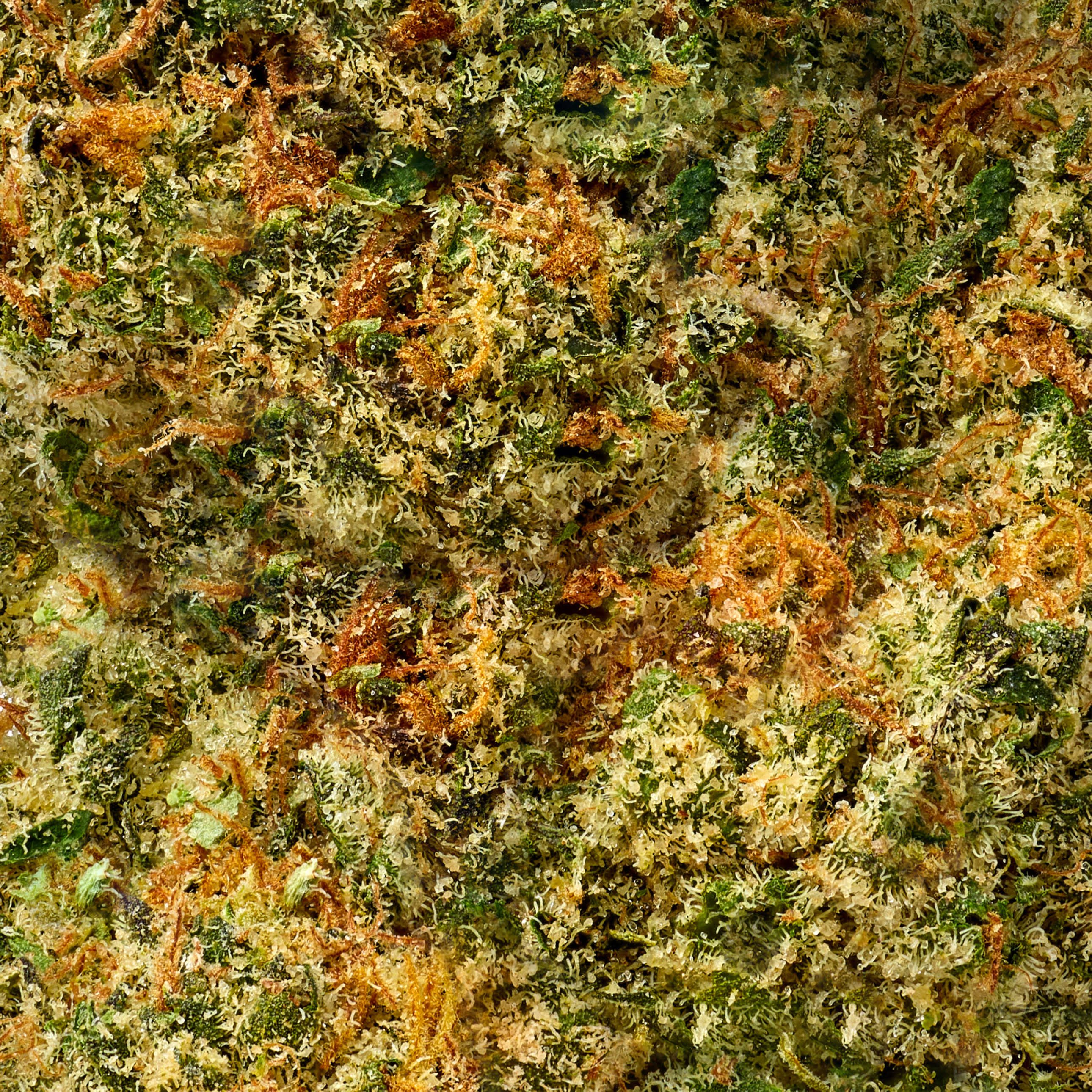 Cupid's Kush - Image 5